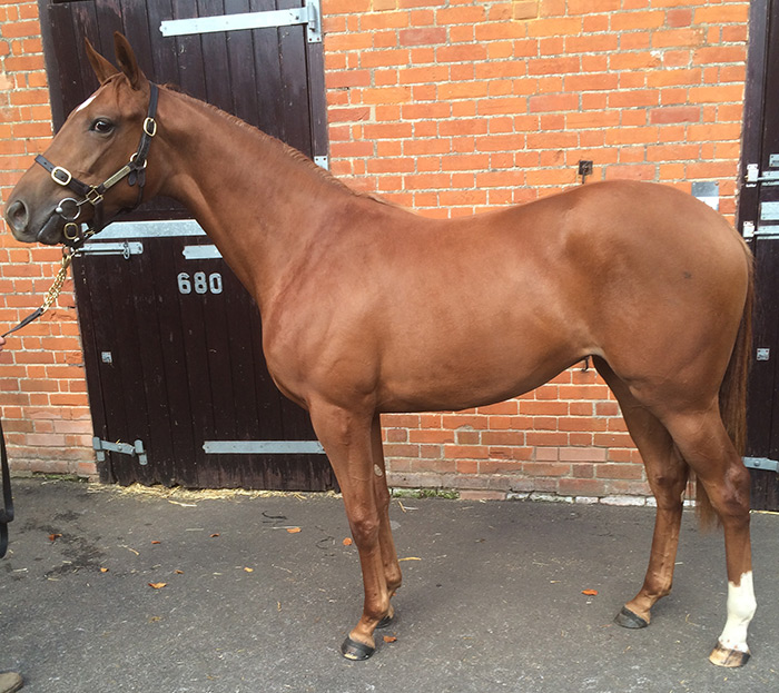 LOT 1819 -  Sakhee's Secret (GB) / Ballyea (IRE) Ch.F.