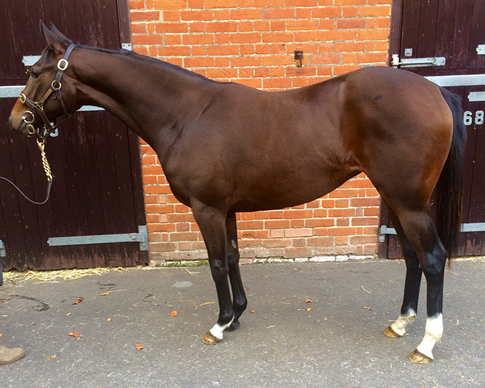 LOT 1837 - Royal Applause (GB) / Broadway Dancer (GB) B.F.