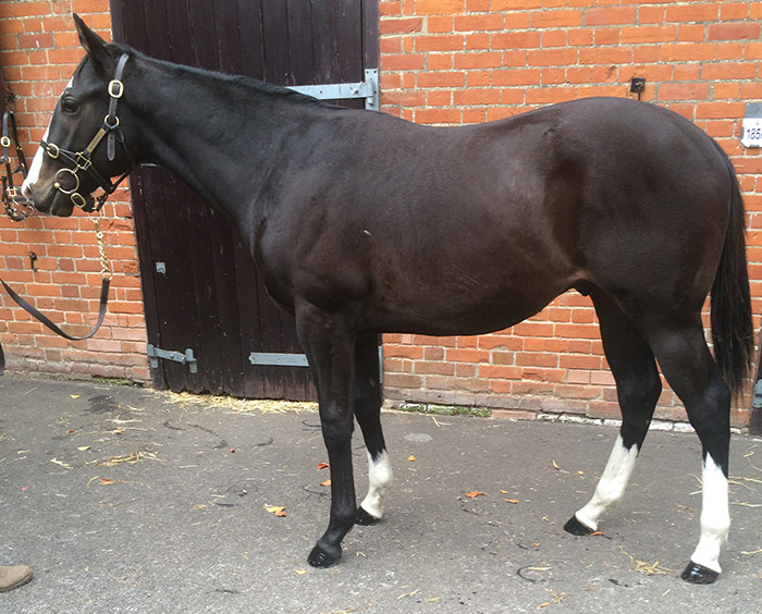 LOT 1870 - Mount Nelson (GB) / Darcique (GB) B.C.