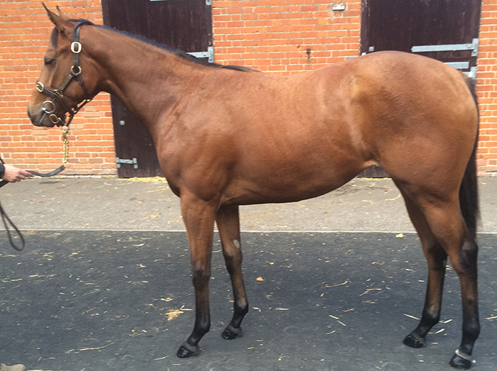 LOT 1874 -  Archipenko (USA) / Delta Diva (USA) B.F
