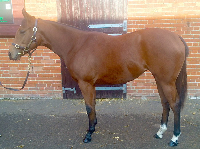LOT 1920 - Delegator (GB) / Guntakal (IRE) B.F.