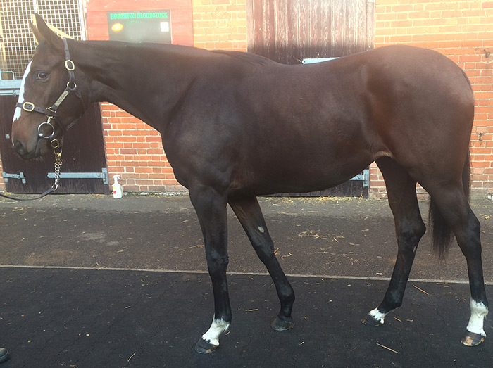 LOT 1924 - Casamento (IRE) / Hanella (IRE) B.F.
