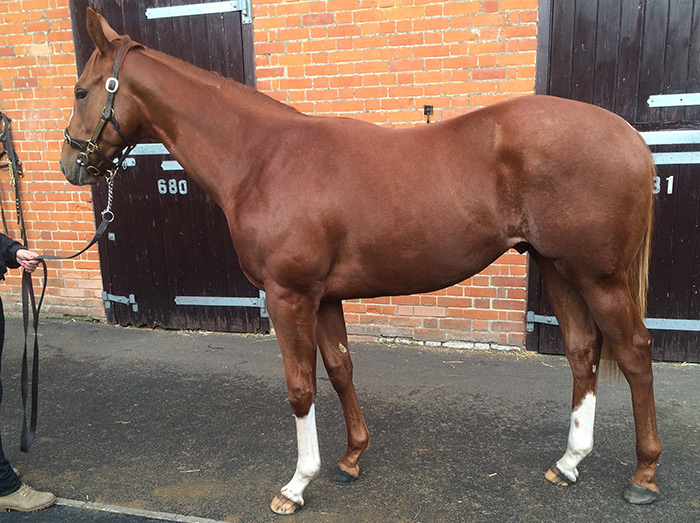 LOT 1928 - Aqlaam (GB) / Hyperspace (GB) Ch.C.