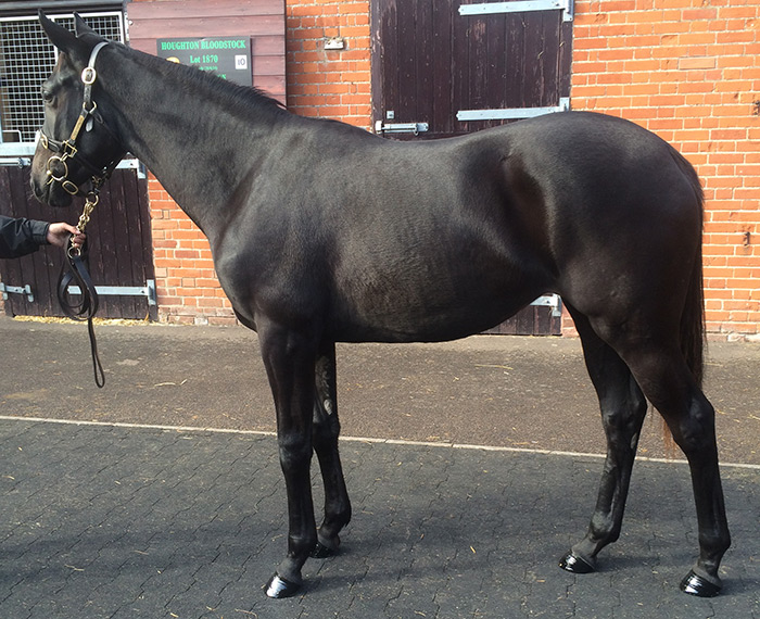 LOT 1953 - Authorized (IRE) / Lady Rose Anne (IRE) B.F.