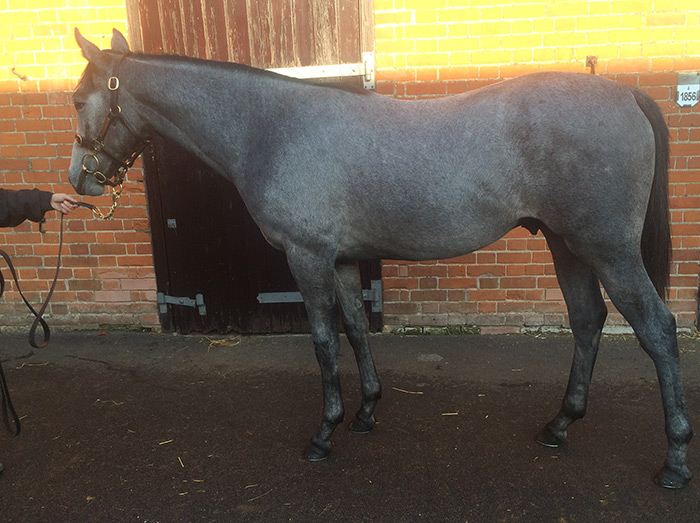 LOT 1956 - Noureev (GB) Gr.C. by Soldier of Fortune (IRE) x Lana Jolie (GER)