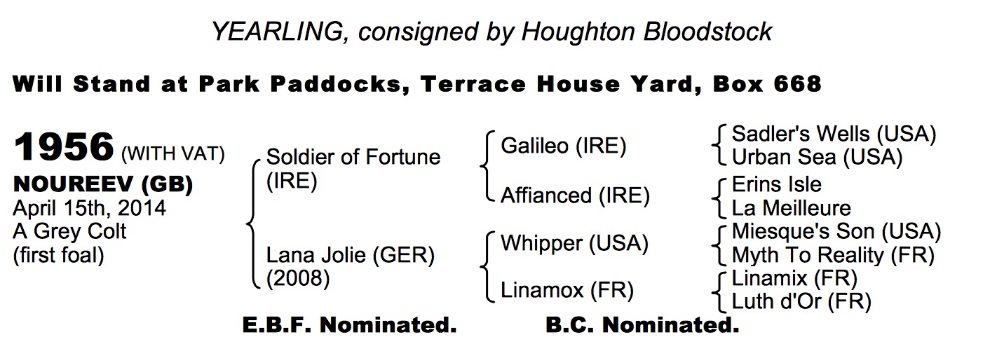 LOT 1956 - Noureev (GB) Gr.C. by Soldier of Fortune (IRE) x Lana Jolie (GER)