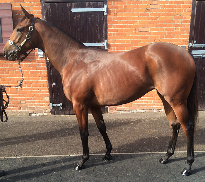 LOT 2040 - Royal Applause (GB) / Reyamour (GB) B.F.