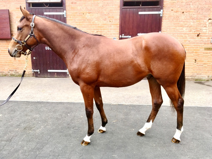 LOT 603 - Exceed And Excel (AUS) / Eclaircie (IRE) B.C.