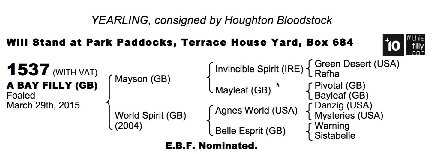 LOT 1537 - Mayson (GB) / World Spirit (GB) B.F.