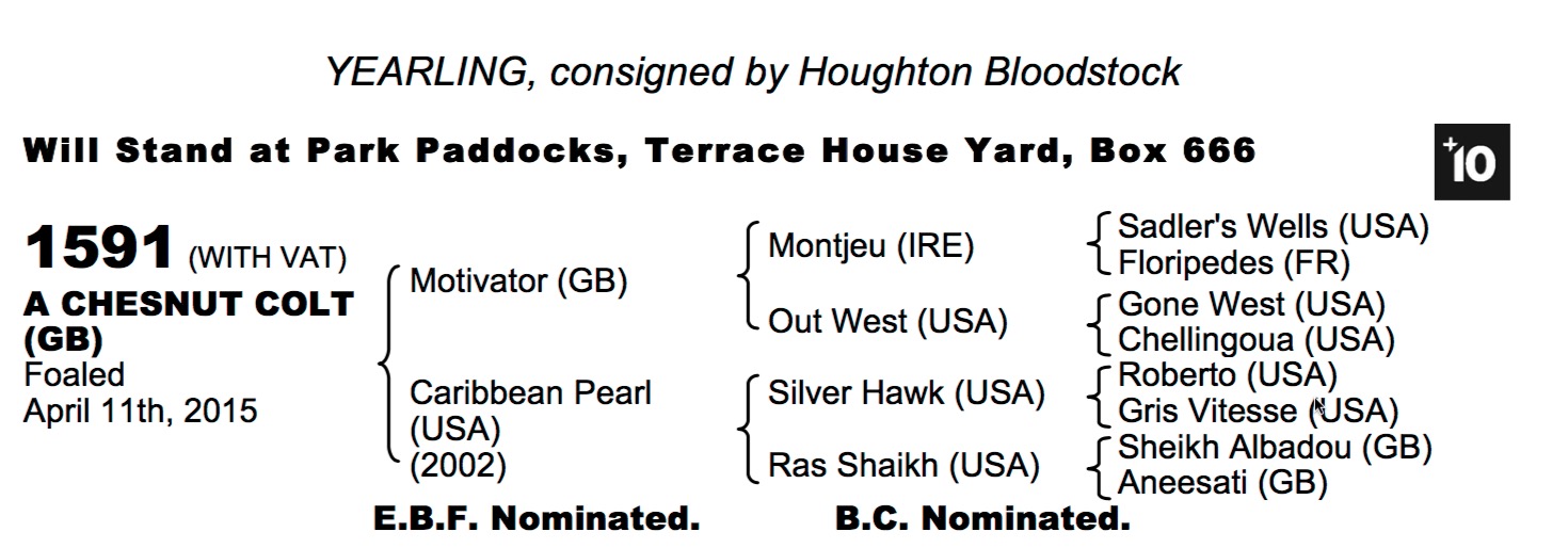LOT 1591 - Motivator (GB) / Caribbean Pearl (USA) Ch.C.