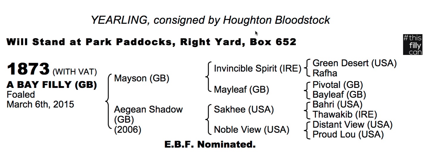 LOT 1873 - Mayson (GB) / Aegean Shadow (GB) B.F.