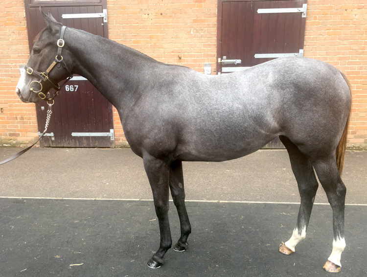 Lot 107 - Dark Angel (IRE) / Moma Lee (GB) Gr.F. 