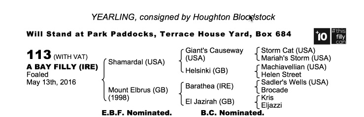 Lot 113 - Shamardal (USA) / Mount Elbrus (GB) B.F.