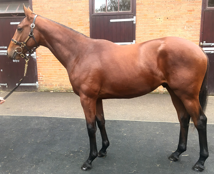 Lot 314 - New Approach (IRE) / Ahla Wasahl (GB) B.C