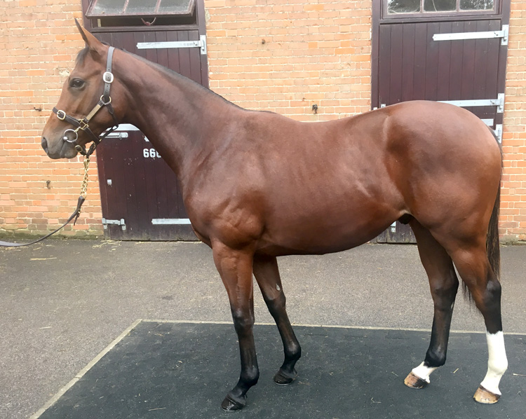 Lot 344 - New Approach (IRE) / Arsaadi (IRE) B.C..