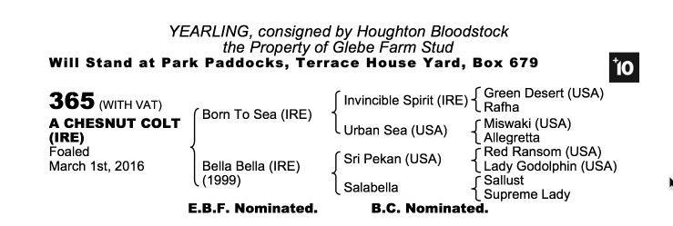 Lot 365 - Born To Sea (IRE) / Bella Bella (IRE) Ch.C..