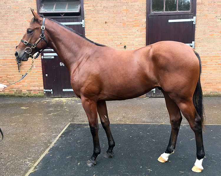 Lot 368 - Australia (GB) / Blanche Dubawi (IRE) B.C.