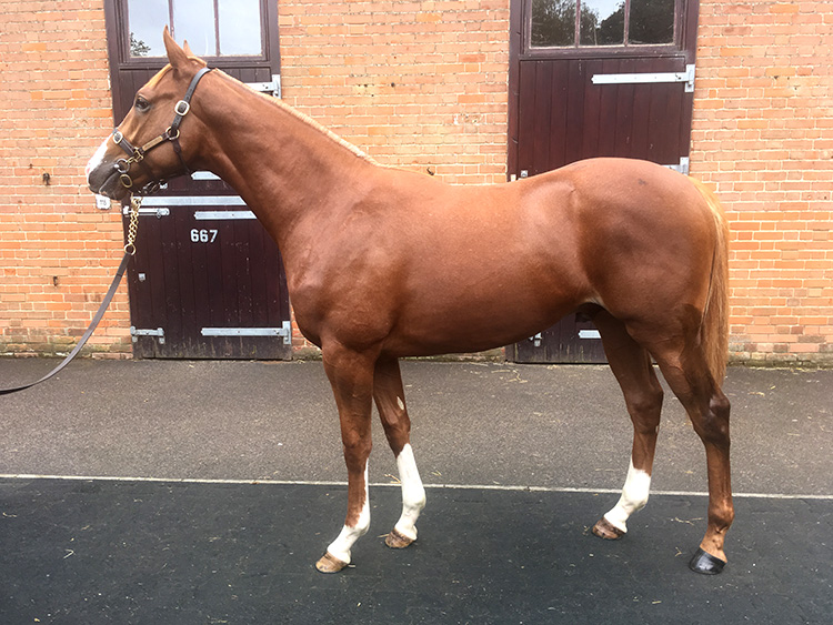 Lot 473 - Champs Elysees (GB) / Galicuix (GB) Ch.C.