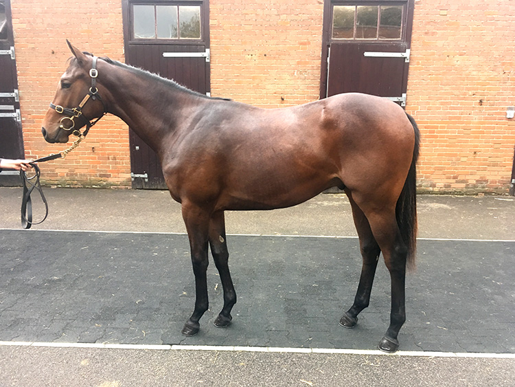 Lot 67 - Sea The Moon (GER) / Lovina (ITY) B.C.