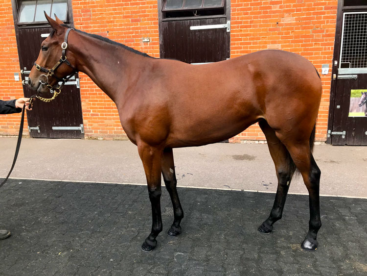 Lot 86 - Pivotal (GB) / Sallabeh (GB) B.F.