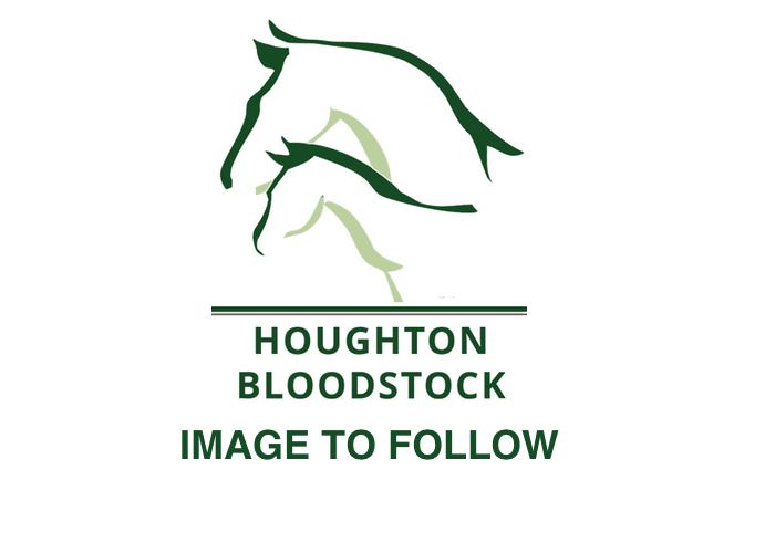 Lot 1979 - Sir Percy (GB) / Faldal (GB) B.F. (GB)