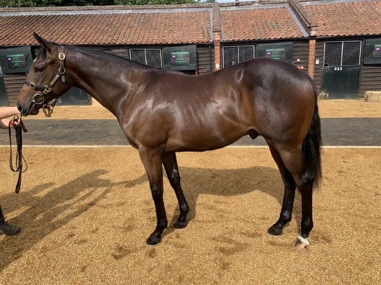 Lot 132 - Spill The Beans (AUS) / Sakhya (IRE) B.C. (GB).