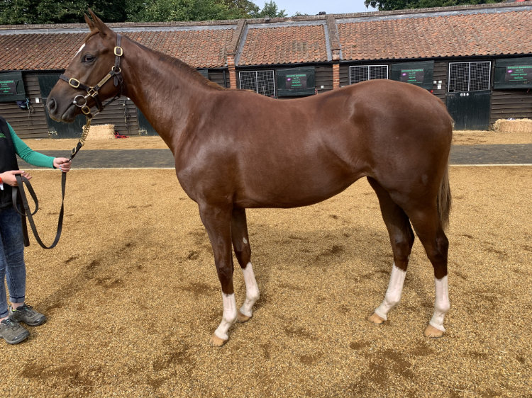 Lot 174 - Night of Thunder (IRE) / Travelling (GB) Ch.F. (GB)