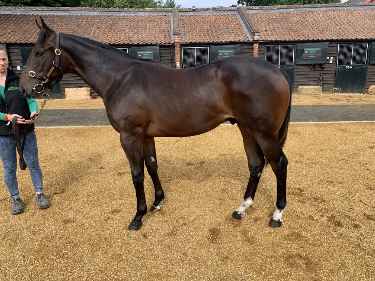 Lot 176 - Brazen Beau (AUS) / Trick Shot Jenny (GB) B.C. (GB)