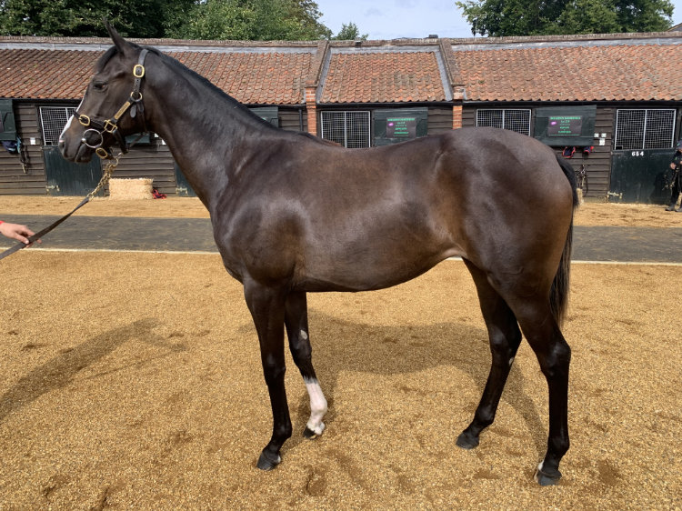 Lot 215 - Showcasing (GB) / Authoritarian (GB) B.F. (GB)