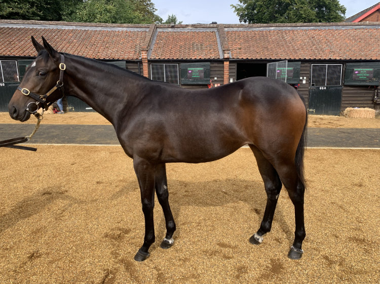 Equiano (FR) / Candycakes (IRE) B.F. (IRE)