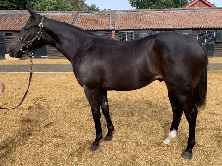 Lot 234 - Charming Thought (GB) / Chatalong (IRE) B.C. (GB)