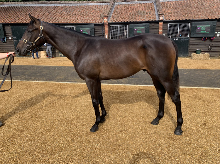Lot 251 - Territories (IRE) / Dixie Belle (GB) B.C. (GB)
