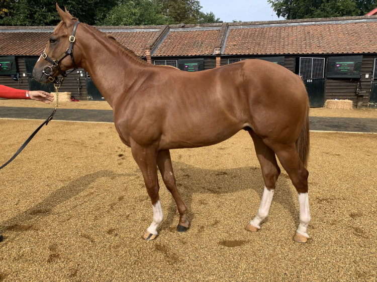 Lot 254 - Night of Thunder (IRE) / Dularame (IRE) Ch.C. (GB)