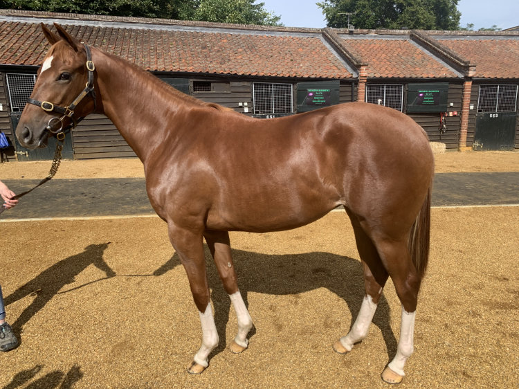 Night of Thunder (IRE) / Operettist (GB) Ch.F. (GB)