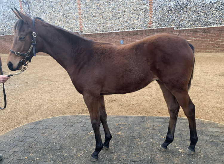 LOT 251