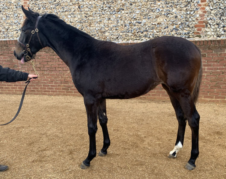 LOT 579
