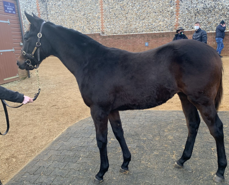 LOT 681